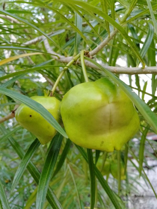 Yellow Oleander (Cascabela thevetia)