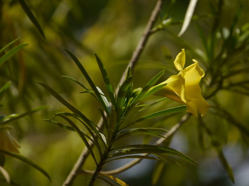 Yellow Oleander (Cascabela thevetia)