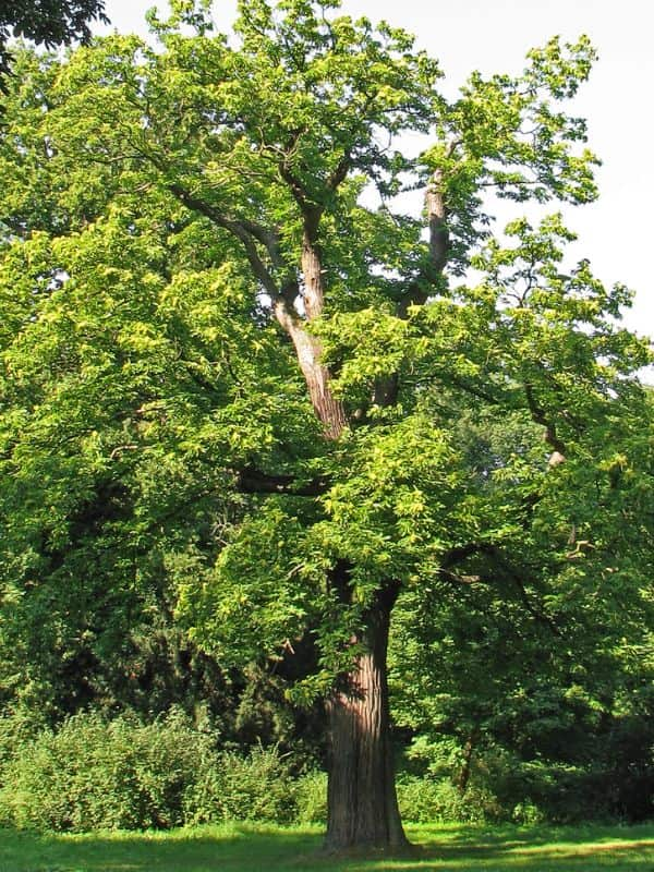 Sweet Chestnut (Castanea sativa)