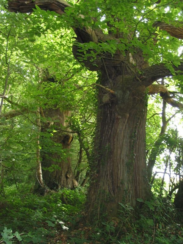 Sweet Chestnut (Castanea sativa)