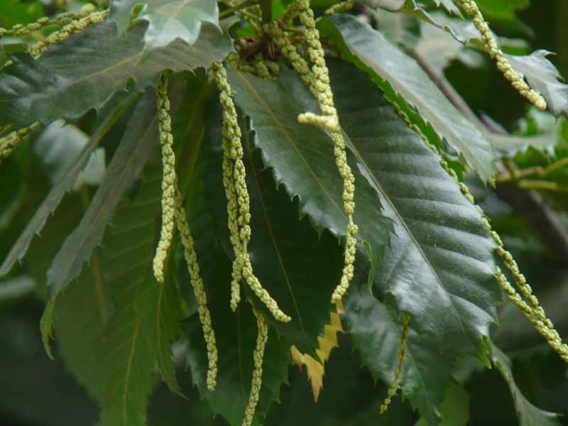 Sweet Chestnut (Castanea sativa)