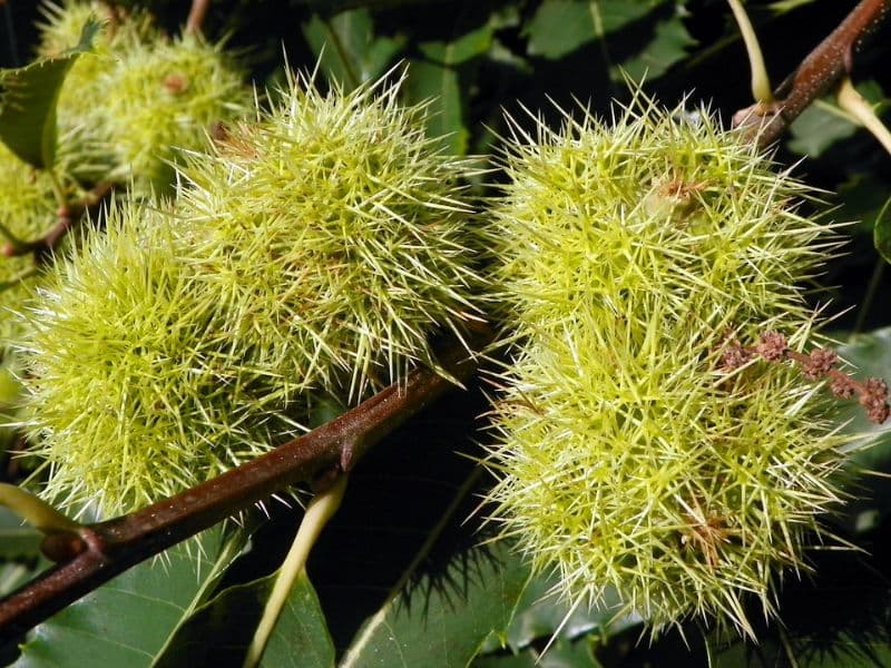 Sweet Chestnut (Castanea sativa)