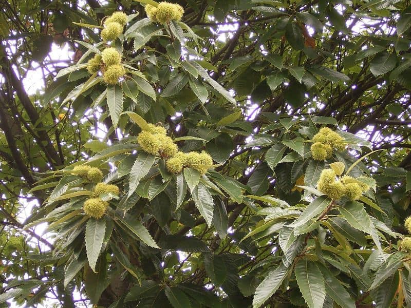 Sweet Chestnut (Castanea sativa)