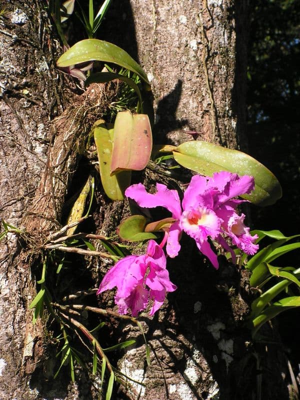 Crimson Cattleya (Cattleya labiata)