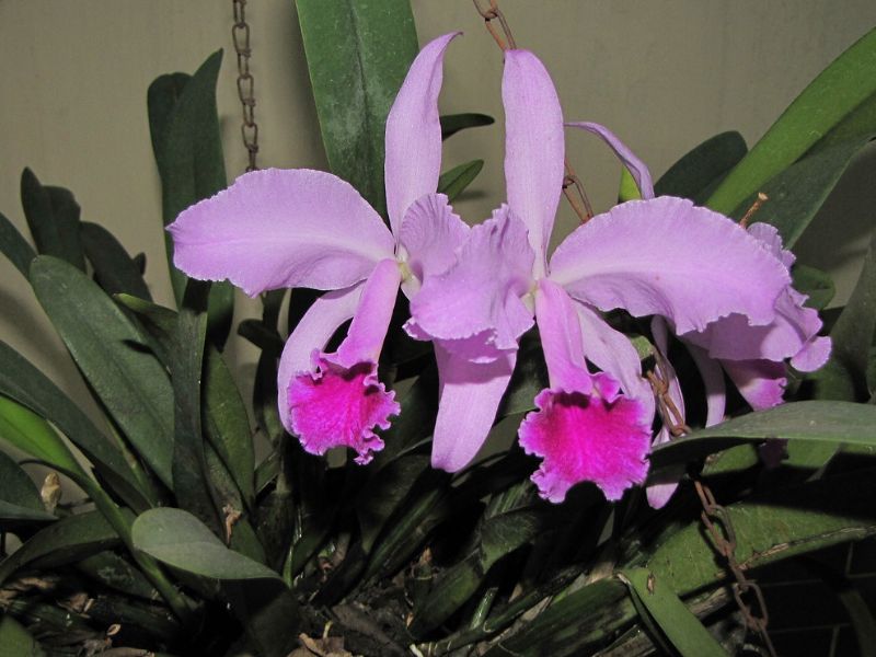 Crimson Cattleya (Cattleya labiata)