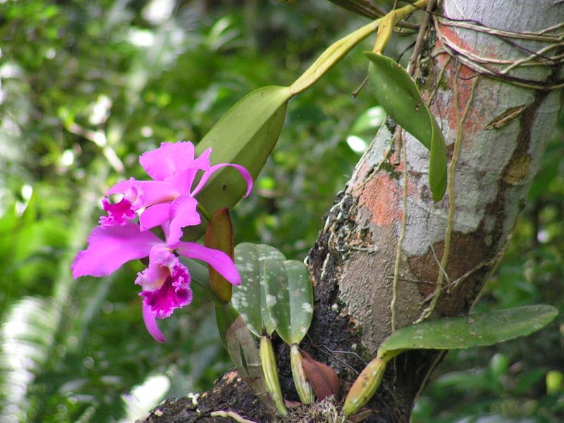 Crimson Cattleya (Cattleya labiata)