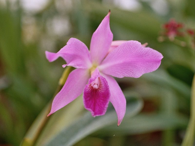 Crimson Cattleya (Cattleya labiata)