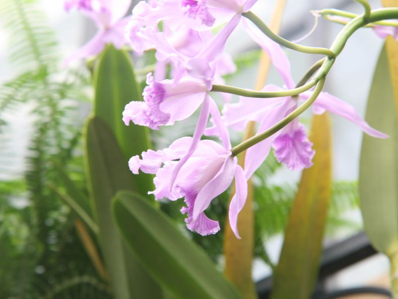 Crimson Cattleya (Cattleya labiata)