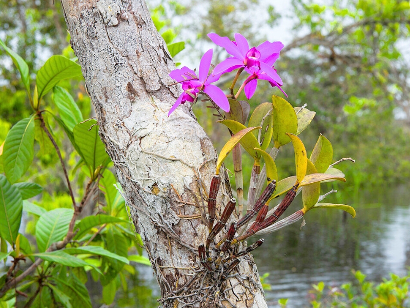 Crimson Cattleya (Cattleya labiata)