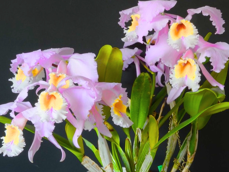 Easter Orchid (Cattleya mossiae)