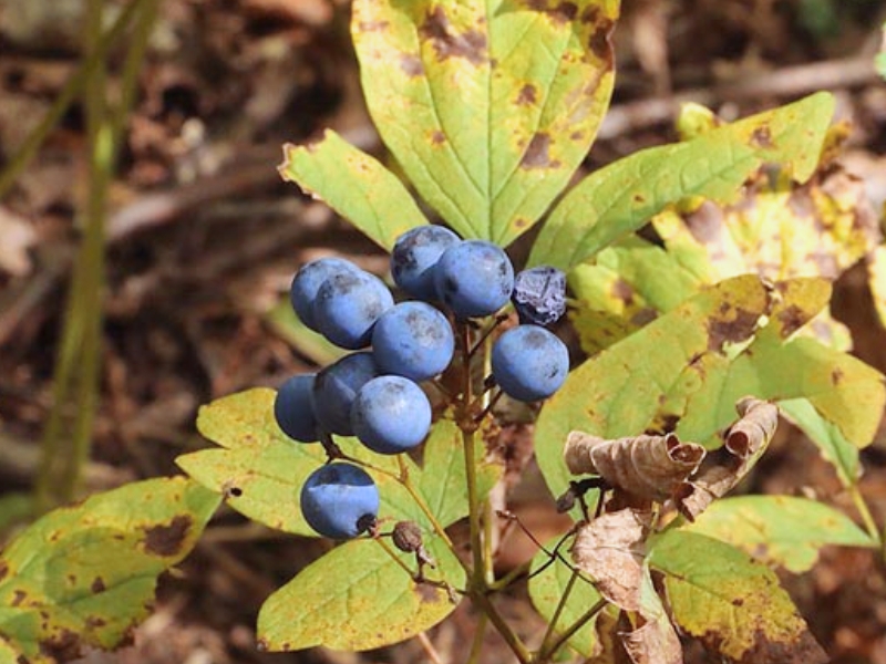 Blue Cohosh (Caulophyllum thalictroides)