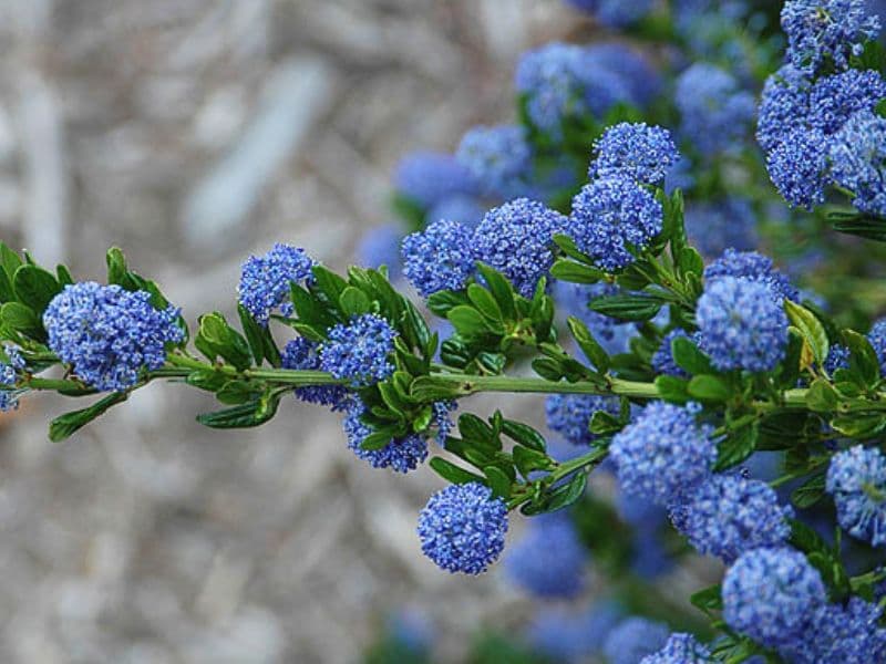 Blue Blossom (Ceanothus thyrsiflorus)