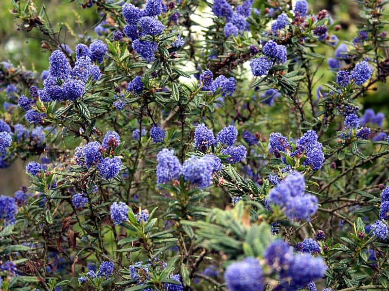 Blue Blossom (Ceanothus thyrsiflorus)