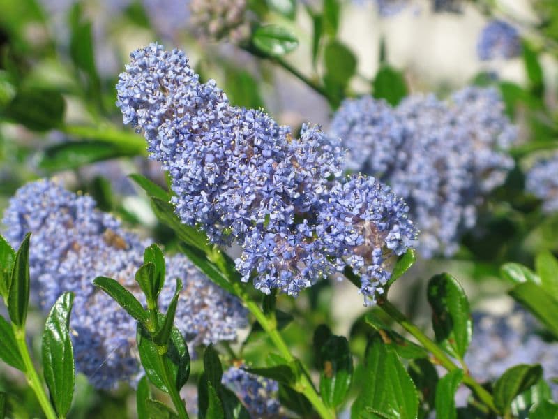 Blue Blossom (Ceanothus thyrsiflorus)