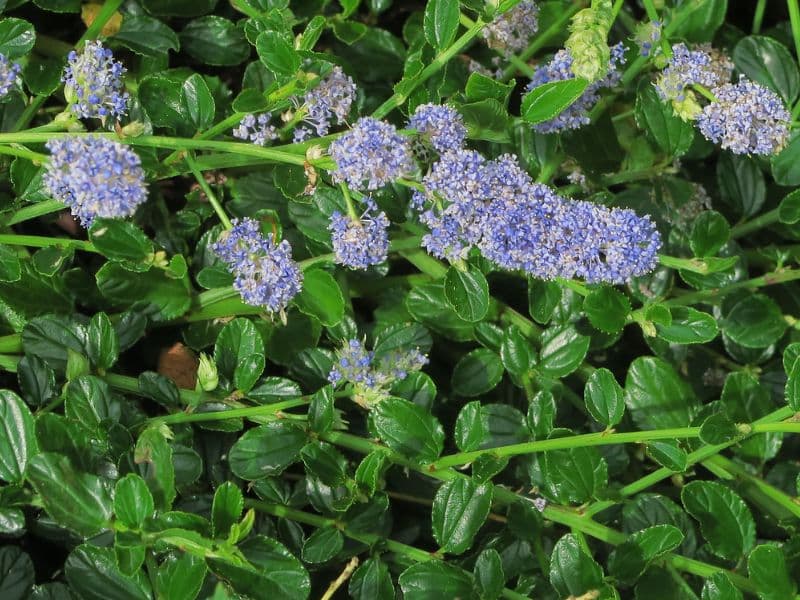 Blue Blossom (Ceanothus thyrsiflorus)