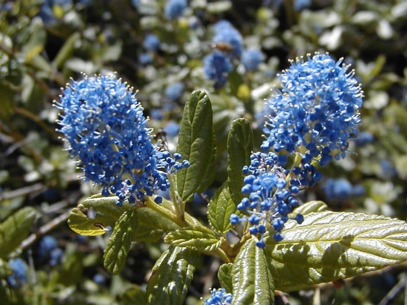 Blue Blossom (Ceanothus thyrsiflorus)