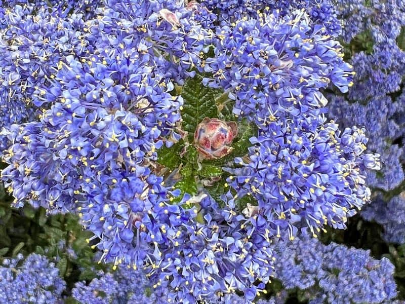 Blue Blossom (Ceanothus thyrsiflorus)