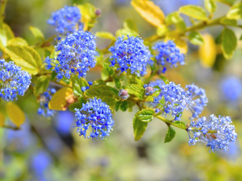 Blue Blossom (Ceanothus thyrsiflorus)