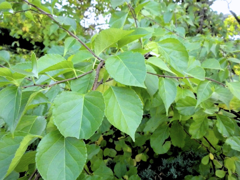 Oriental Bittersweet (Celastrus orbiculatus)