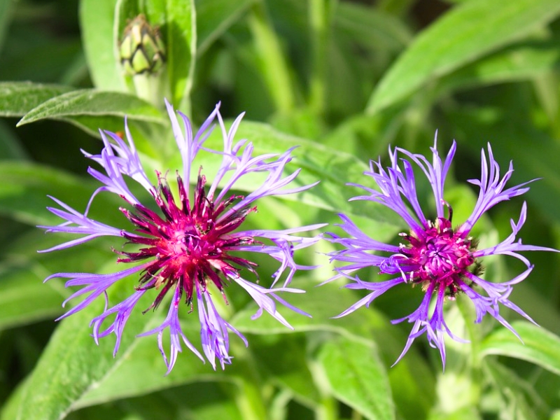 Mountain Cornflower (Centaurea montana)