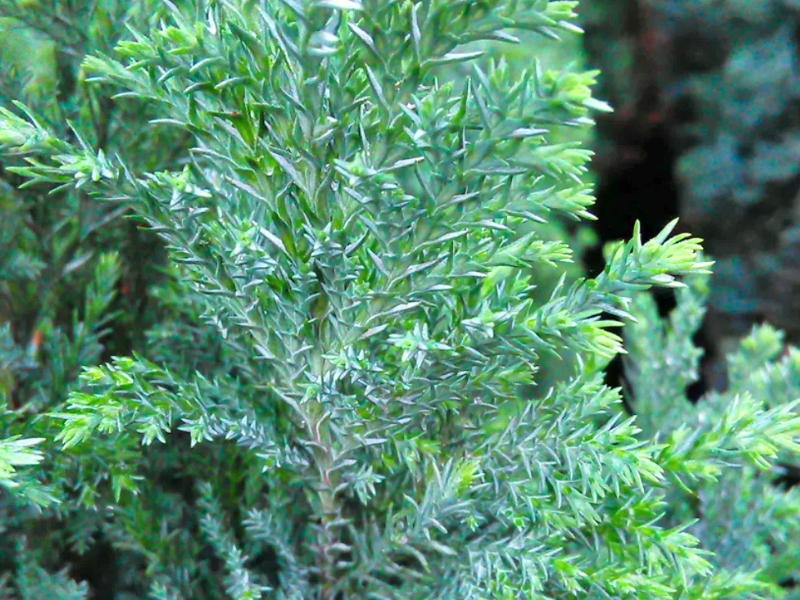 Lawson's Cypress (Chamaecyparis lawsoniana)