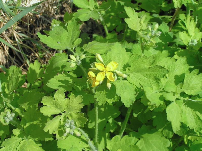 Greater Celandine (Chelidonium majus)