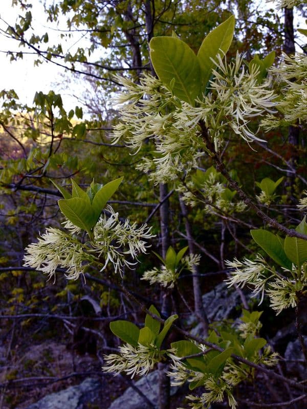 White Fringetree (Chionanthus virginicus)