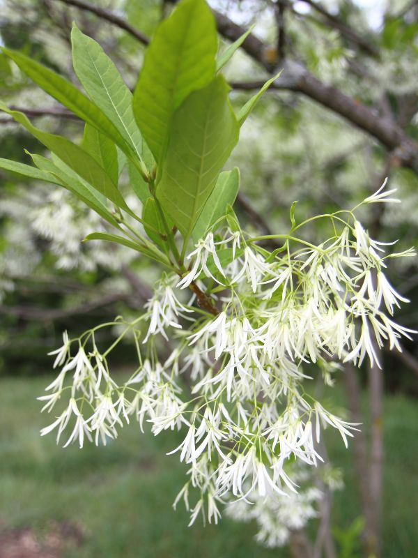 White Fringetree (Chionanthus virginicus)