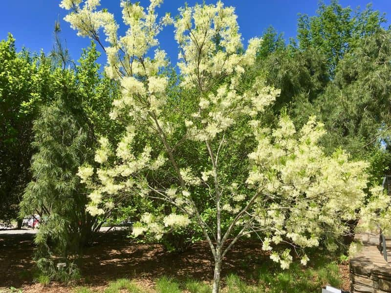 White Fringetree (Chionanthus virginicus)