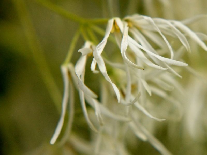 White Fringetree (Chionanthus virginicus)