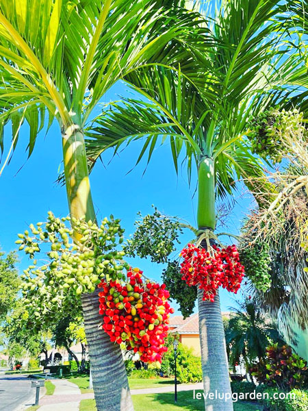 Christmas Palm (Adonidia merrillii) Information