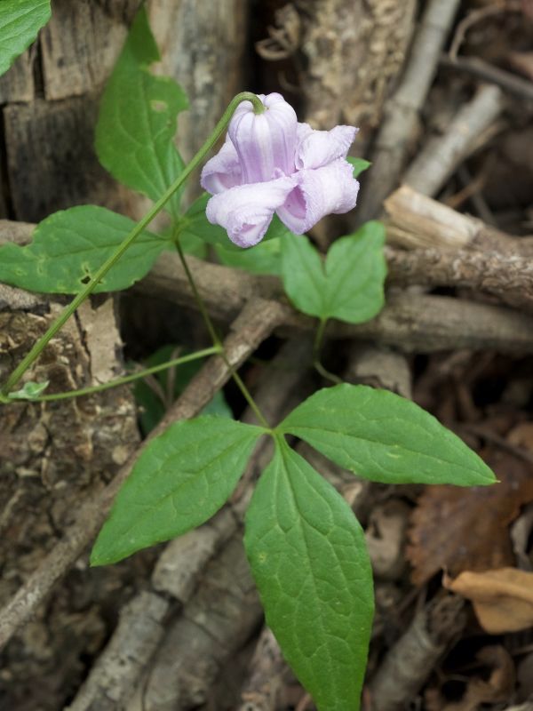 Swamp Leather Flower (Clematis crispa)