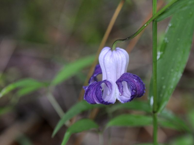 Swamp Leather Flower (Clematis crispa)