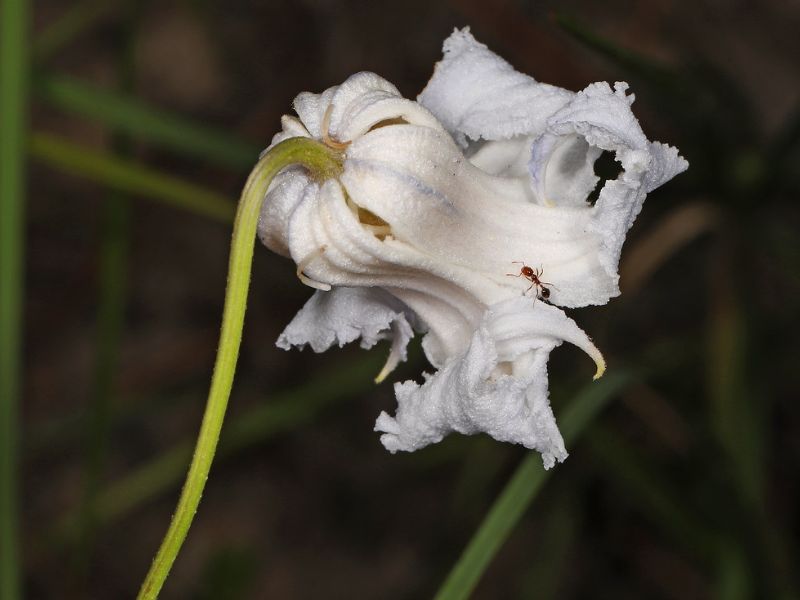 Swamp Leather Flower (Clematis crispa)