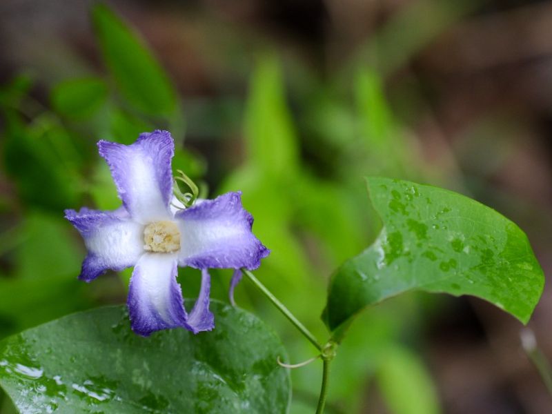 Swamp Leather Flower (Clematis crispa)