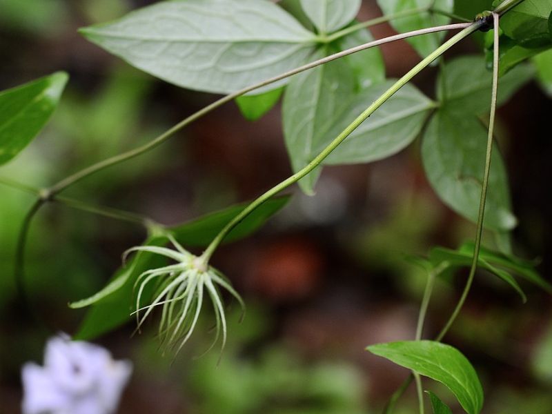 Swamp Leather Flower (Clematis crispa)