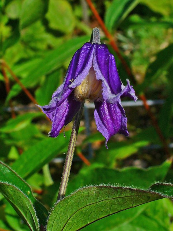 Solitary Virgin's Bower (Clematis integrifolia)