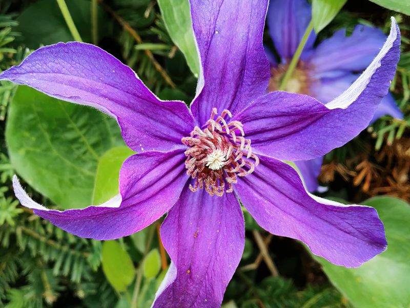 Solitary Virgin's Bower (Clematis integrifolia)