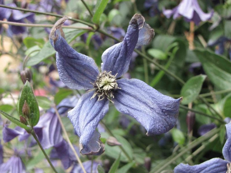 Solitary Virgin's Bower (Clematis integrifolia)