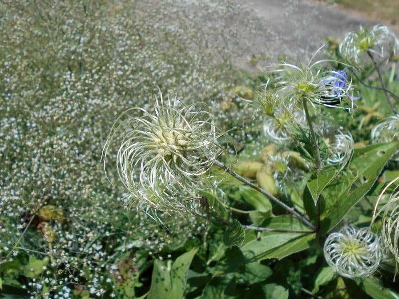 Solitary Virgin's Bower (Clematis integrifolia)