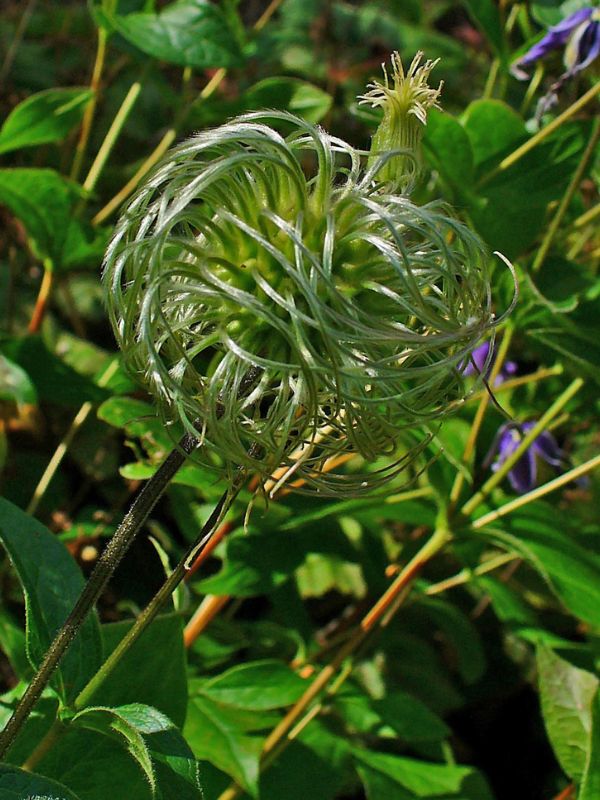 Solitary Virgin's Bower (Clematis integrifolia)