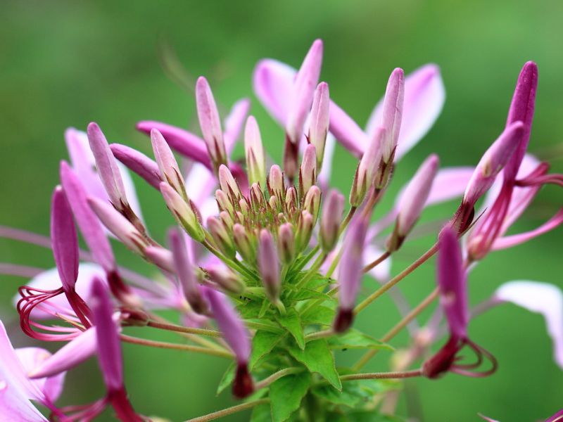 Spider Flower (Cleome)