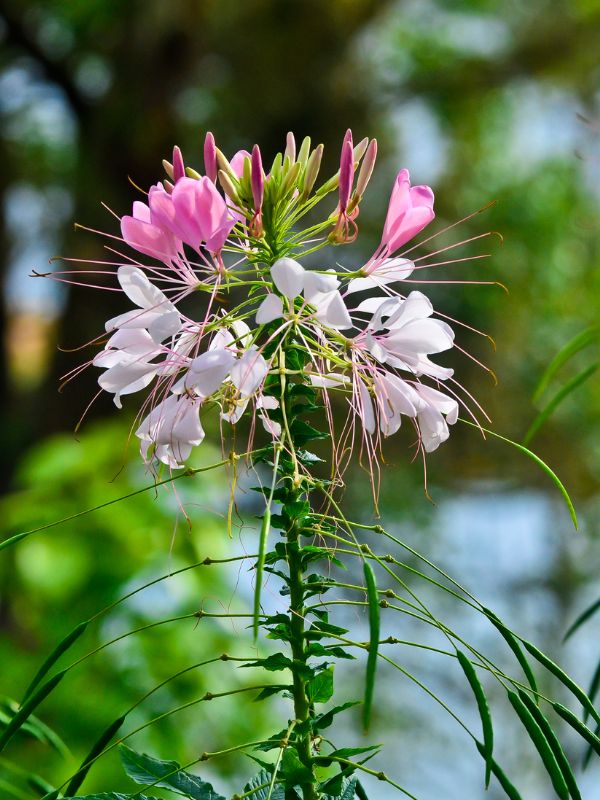 Spider Flower (Cleome)