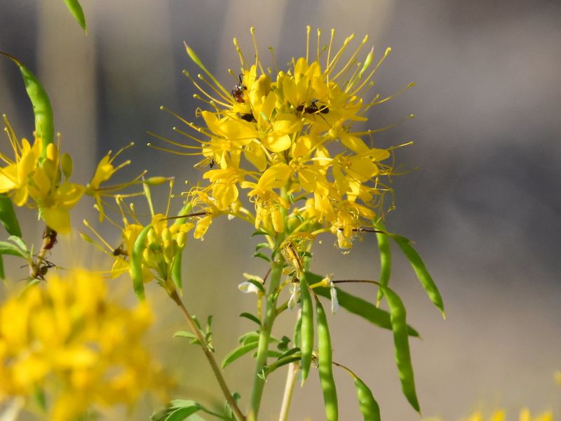 Spider Flower (Cleome)