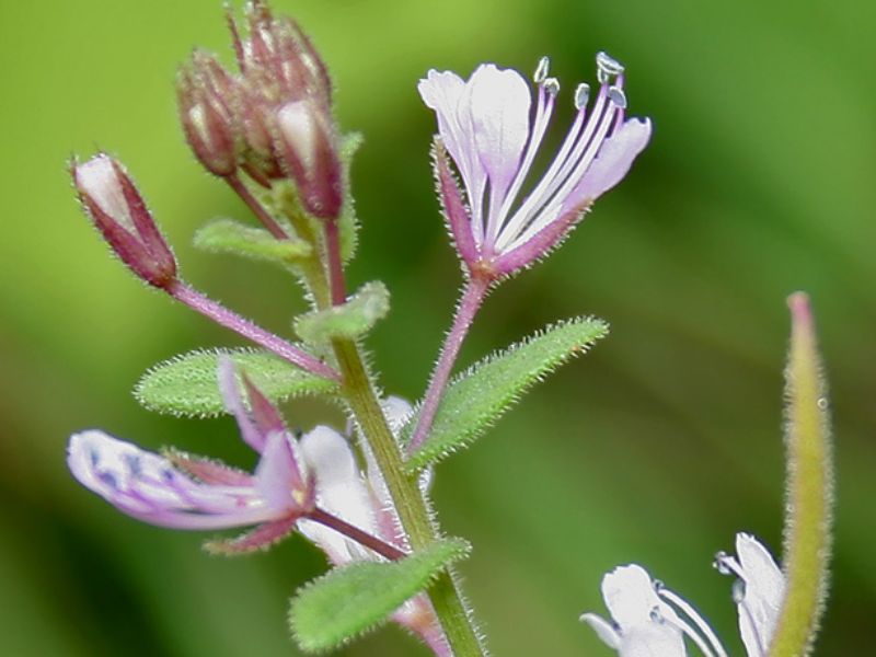 Spider Flower (Cleome)