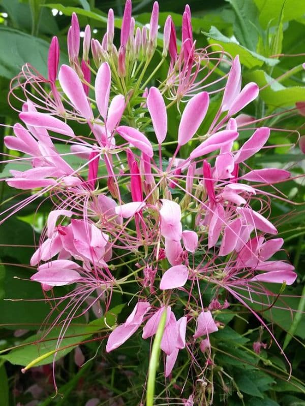 Spider Flower (Cleome)