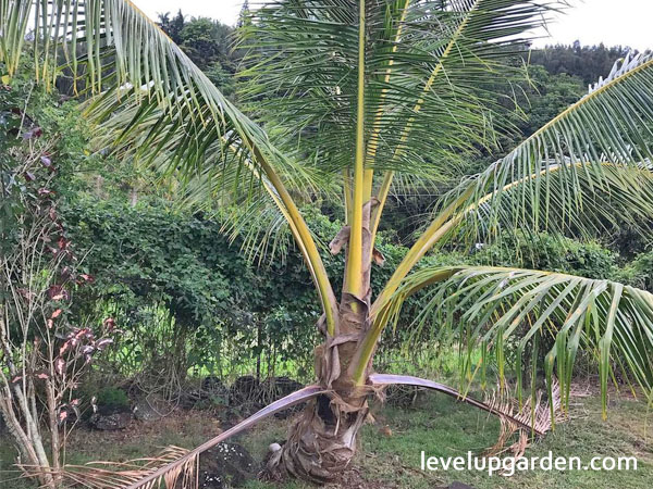 Coconut Palm Tree 'Green Malayan'