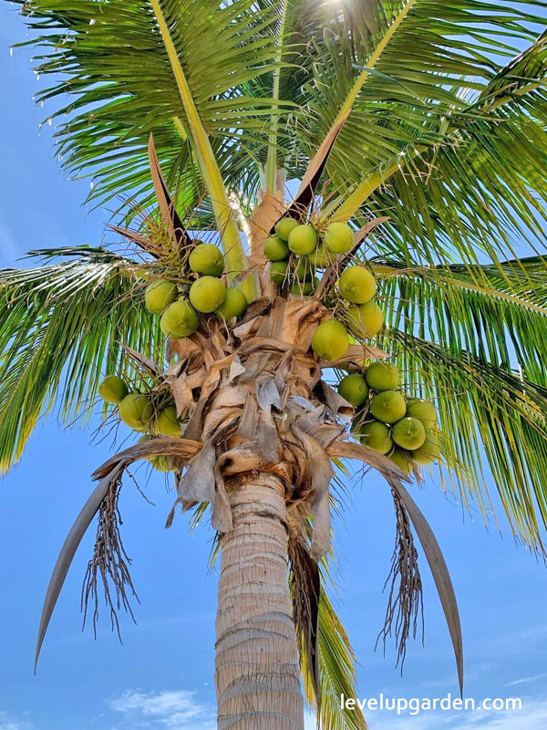 Coconut Palm Tree 'Green Malayan'