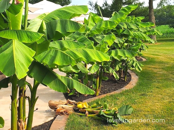 Cold Hardy Banana Tree (Musa 'Basjoo')