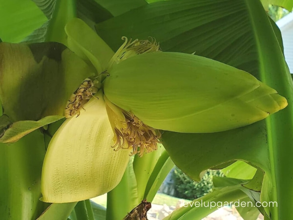 Cold Hardy Banana Tree (Musa ‘Basjoo’)